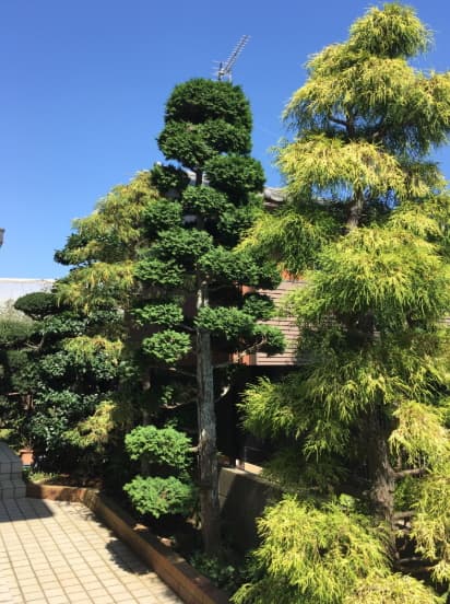 青松居／民泊の写真