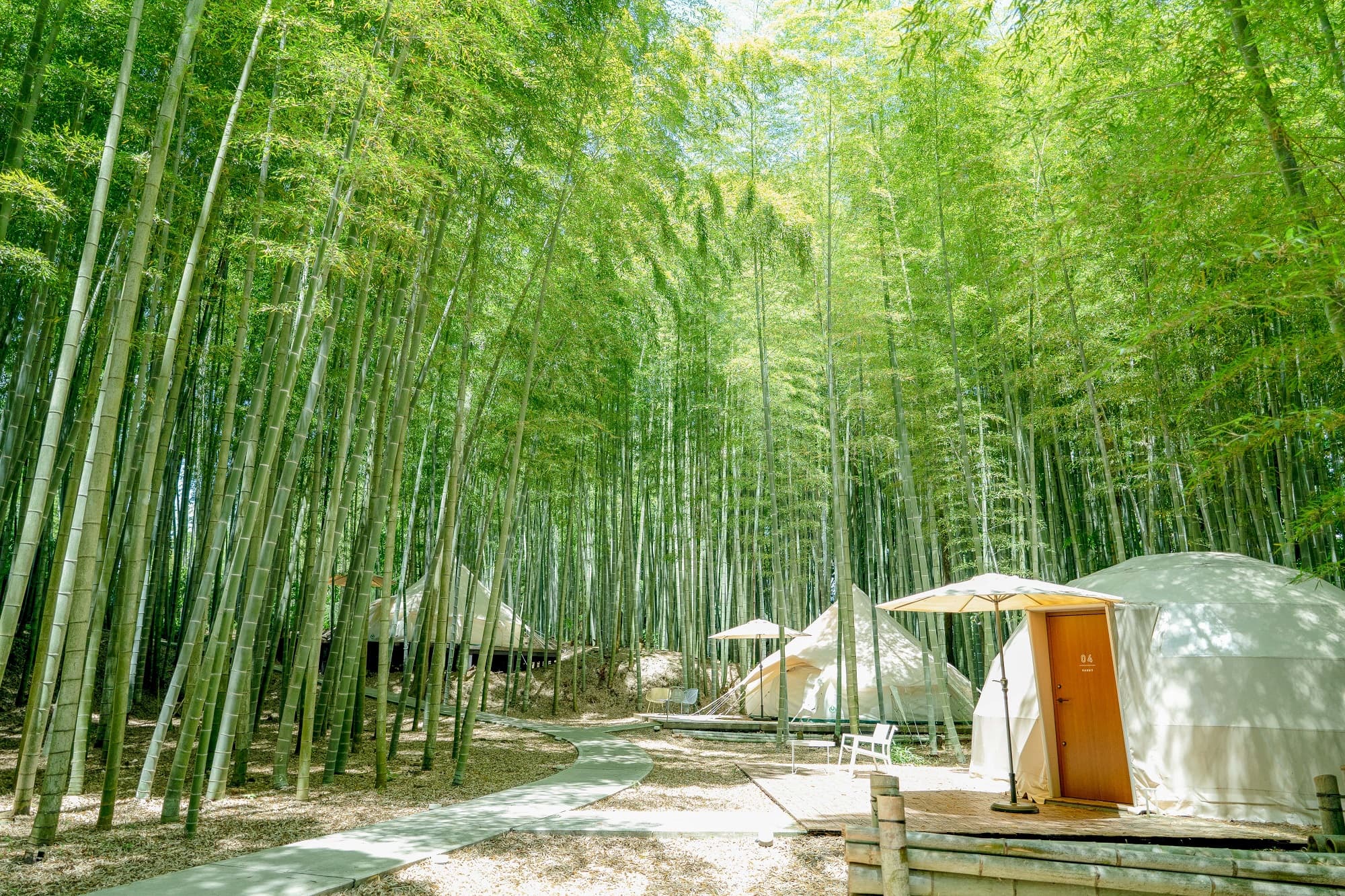 ＴＨＥ　ＢＡＭＢＯＯ　ＦＯＲＥＳＴの写真