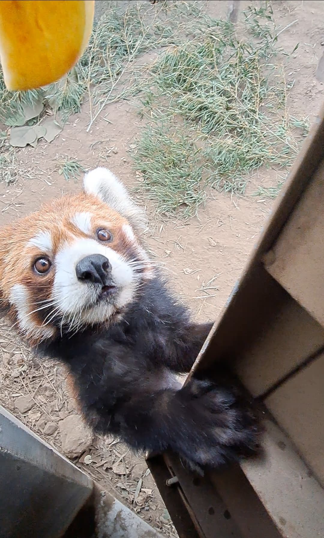 アンコのプロフィール写真