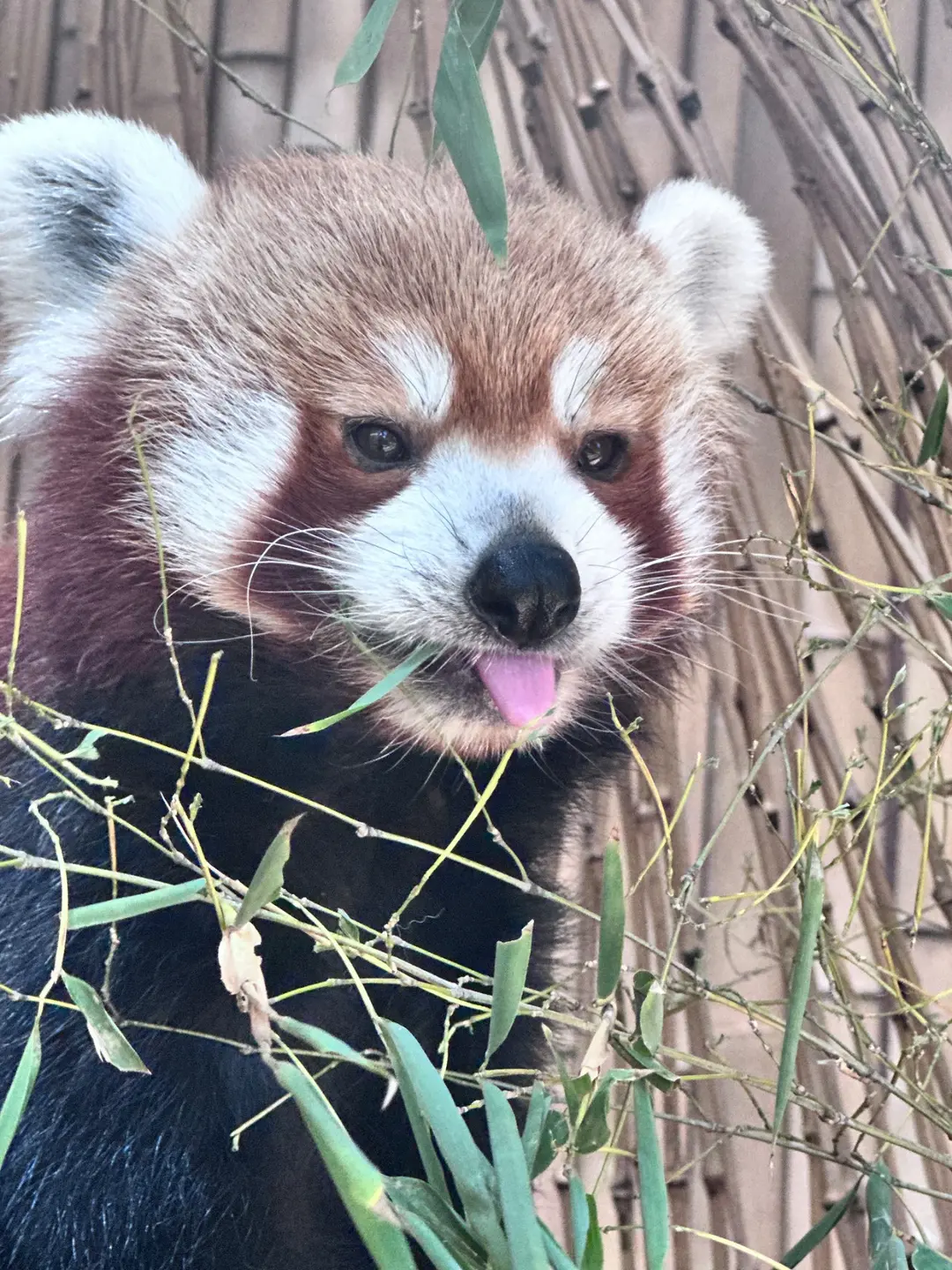 あさひのプロフィール写真