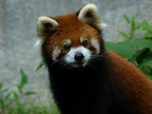 チャタのプロフィール写真