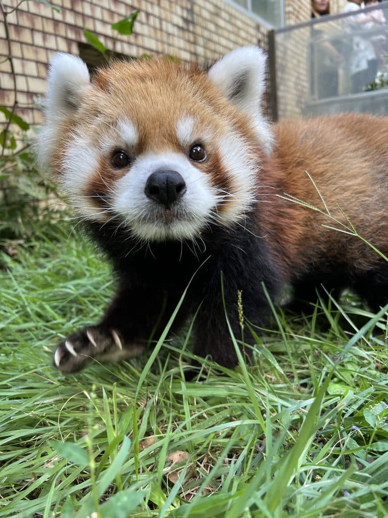 風美のプロフィール写真|レッサーパンダ