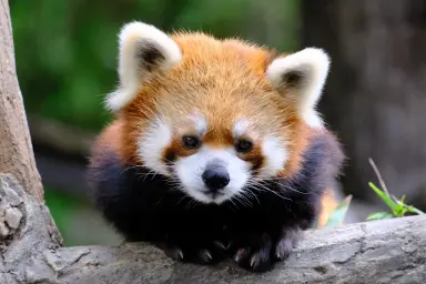 イチゴのプロフィール写真
