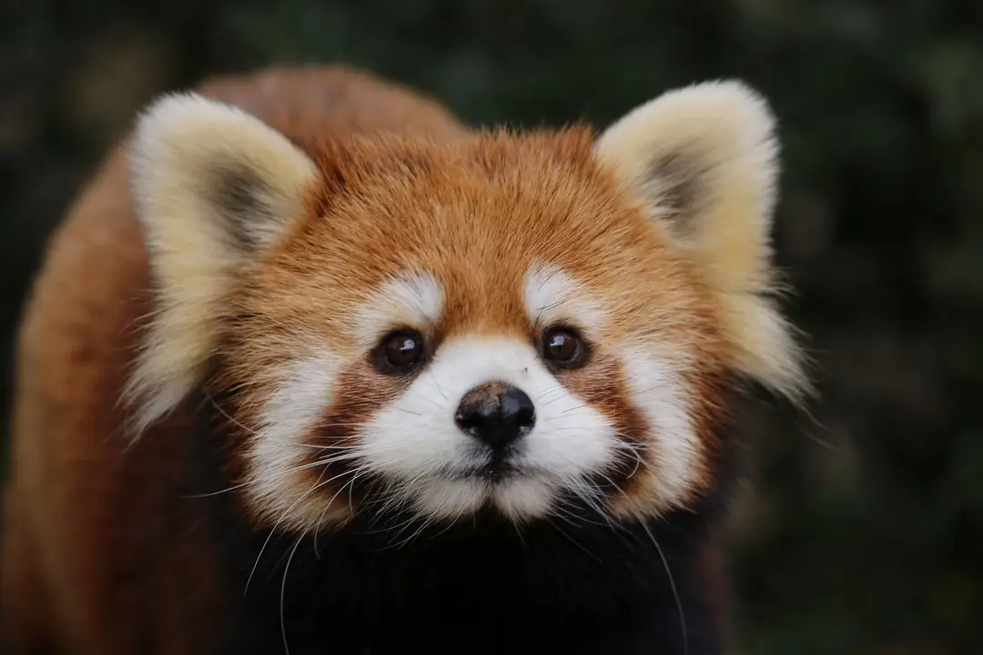 佳佳のプロフィール写真|レッサーパンダ