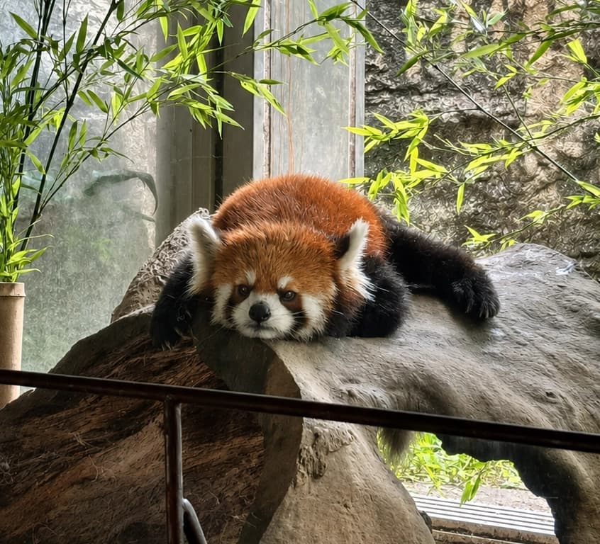 キクのプロフィール写真