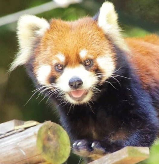 きなこのプロフィール写真