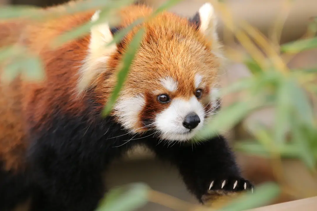 キラリのプロフィール写真