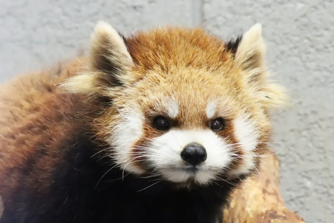 ココのプロフィール写真