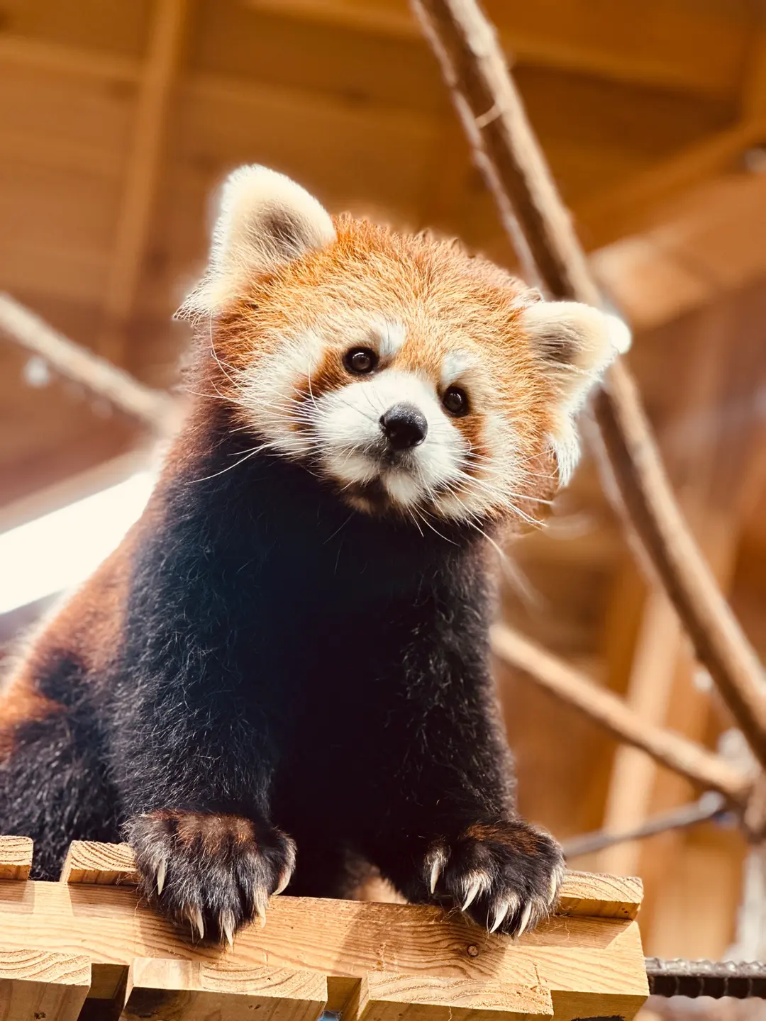 コナツのプロフィール写真