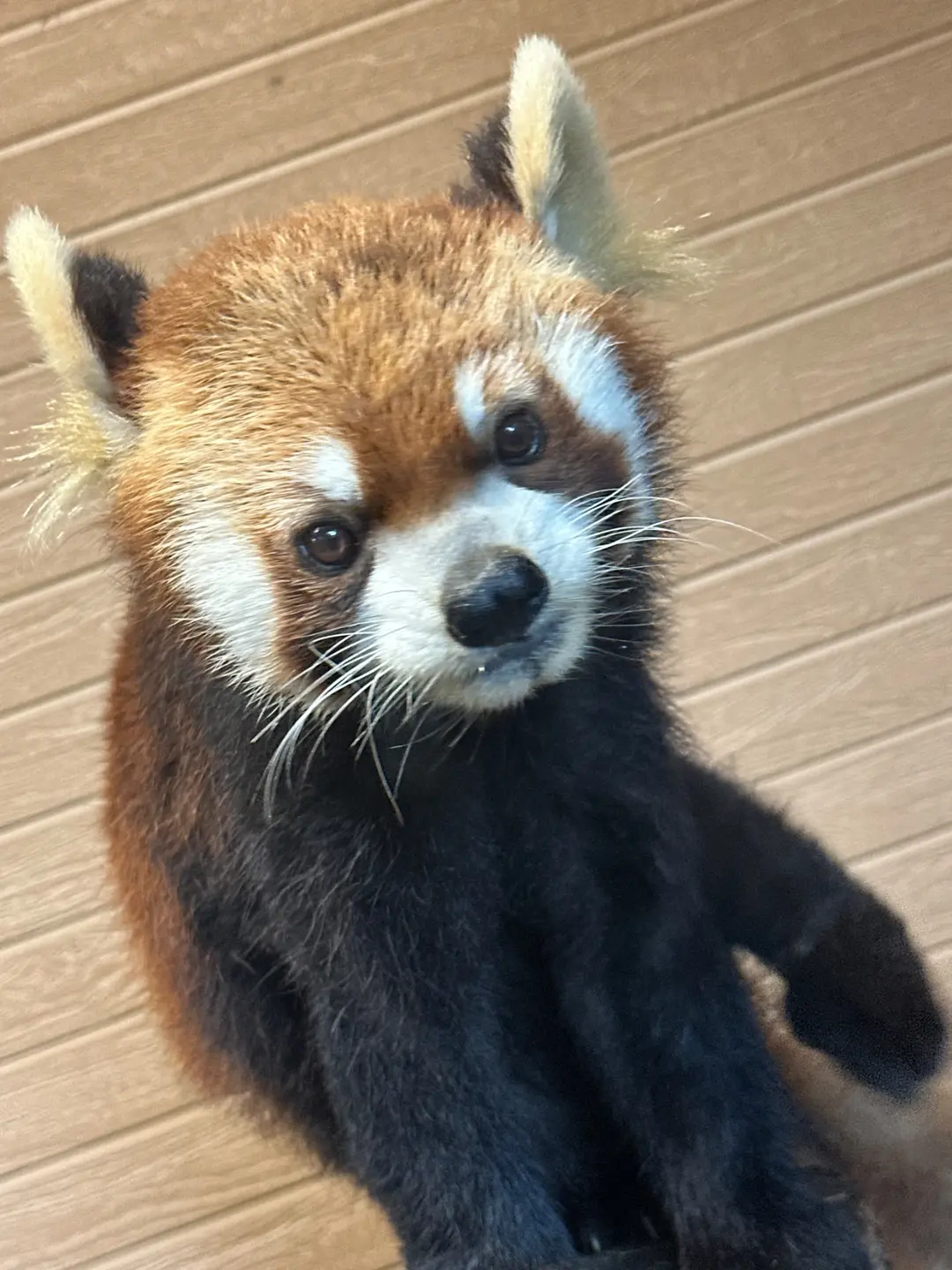 コタのプロフィール写真