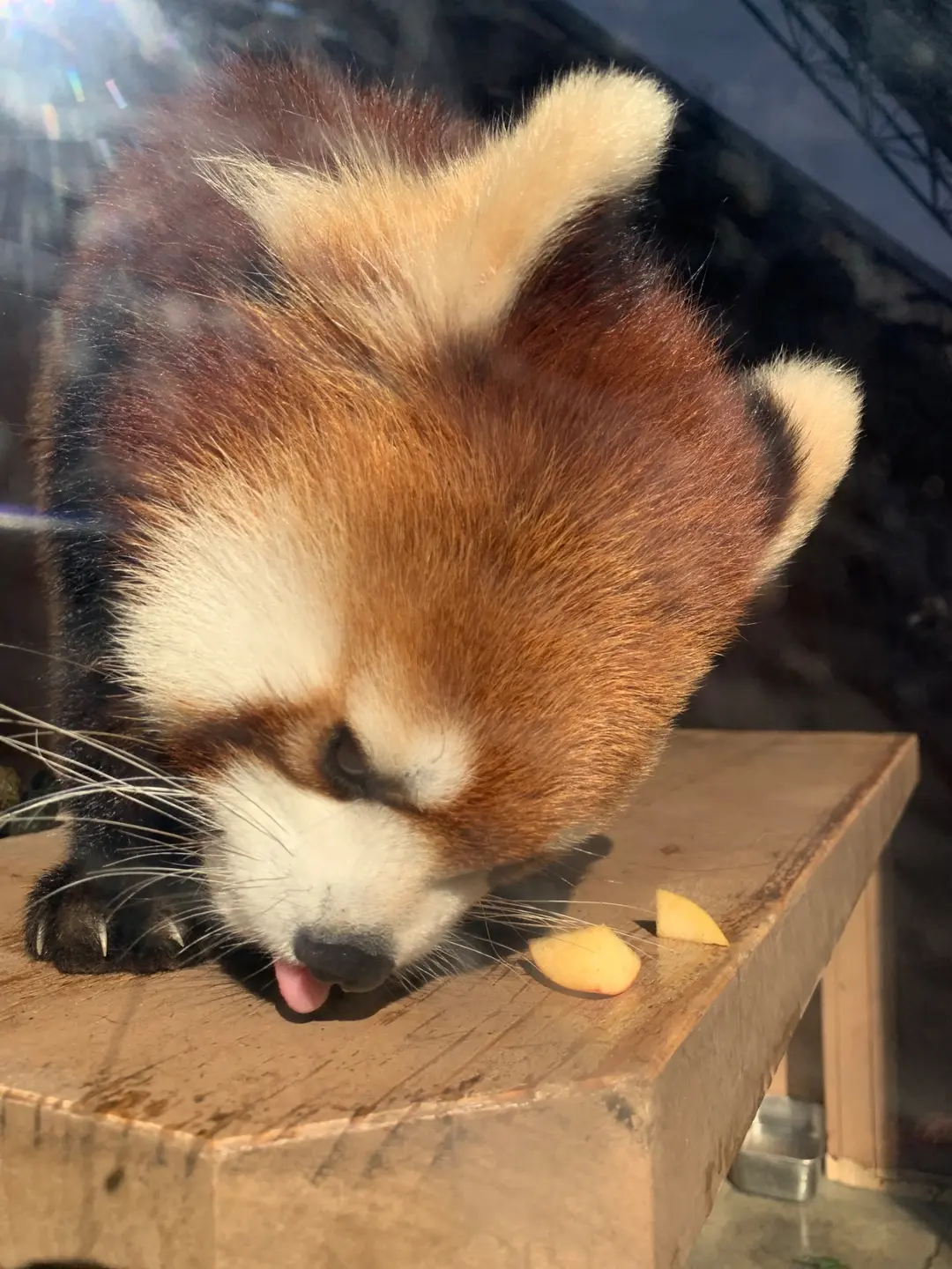 來海のプロフィール写真|レッサーパンダ