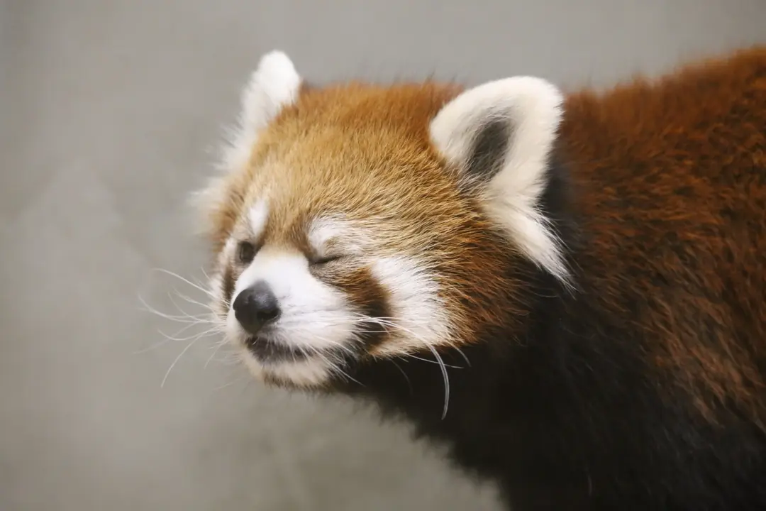 まるこのプロフィール写真