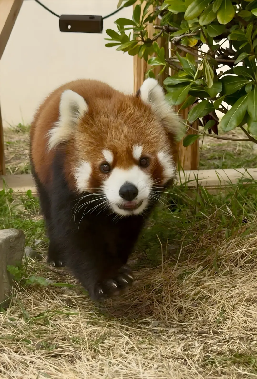 糸糸のプロフィール写真|レッサーパンダ