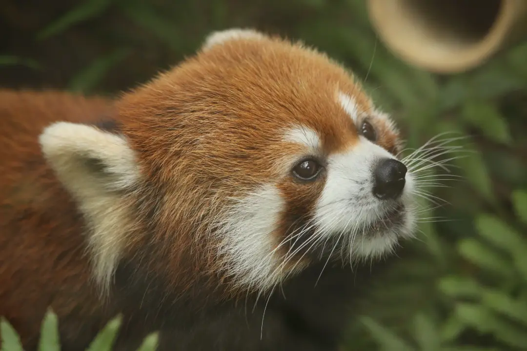 ミライのプロフィール写真|レッサーパンダ