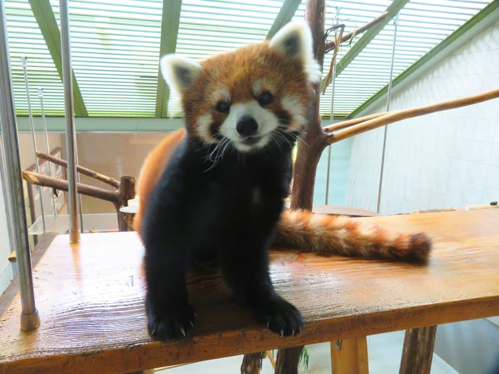 みたらしのプロフィール写真
