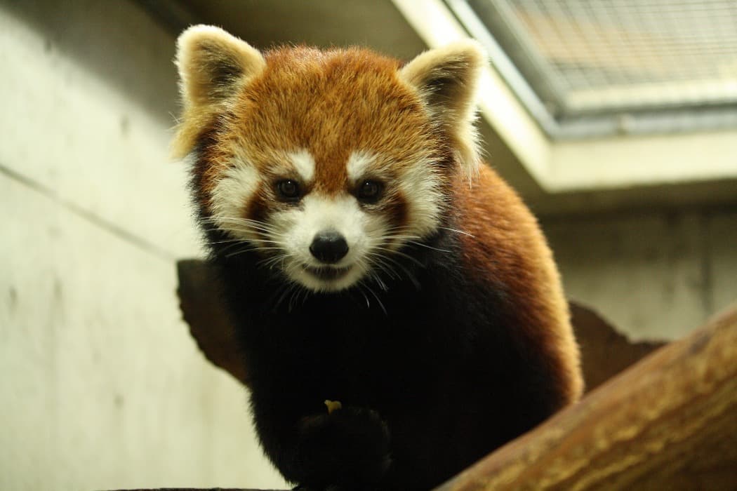 ミヤビのプロフィール写真|レッサーパンダ