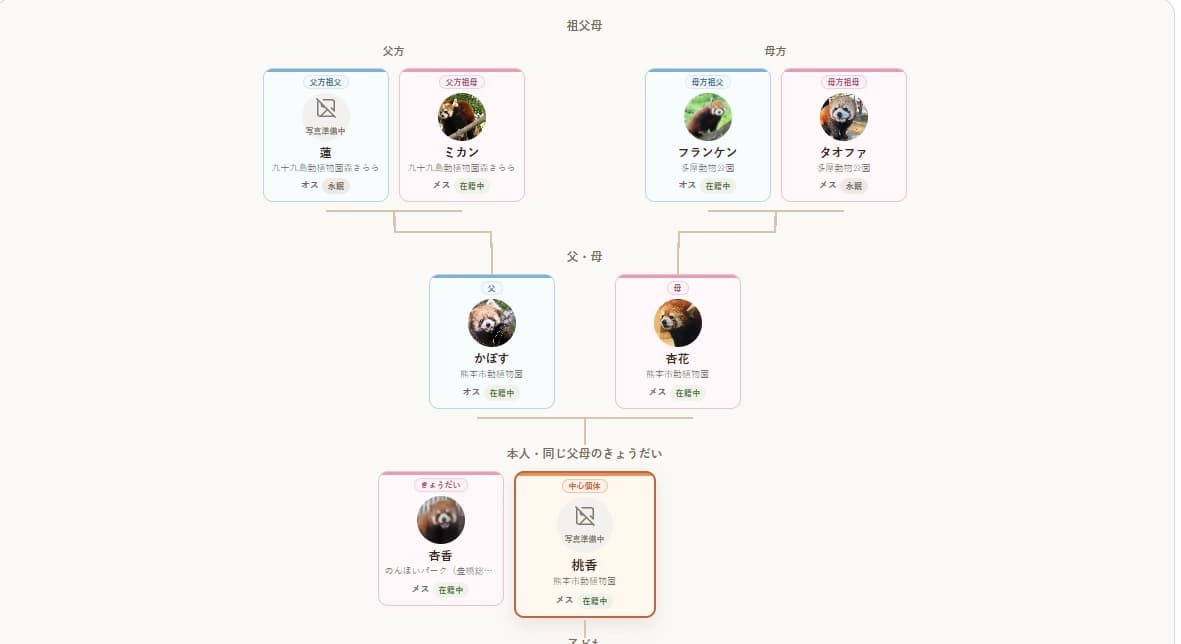 シンファ&カボスの仔のお名前が決定(熊本市動植物園)の画像