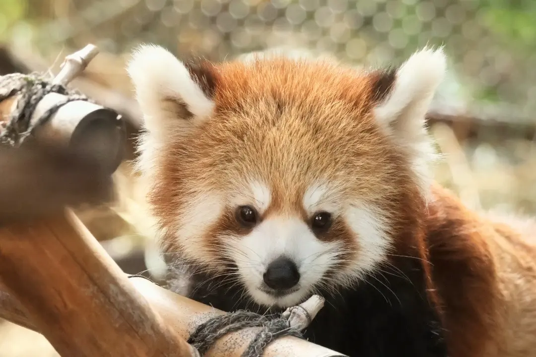 桃香のプロフィール写真