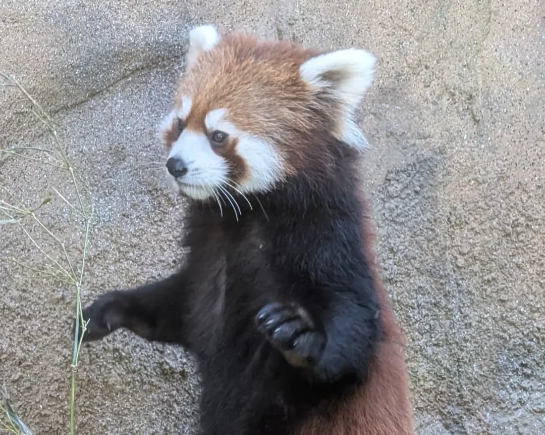 モナカのプロフィール写真