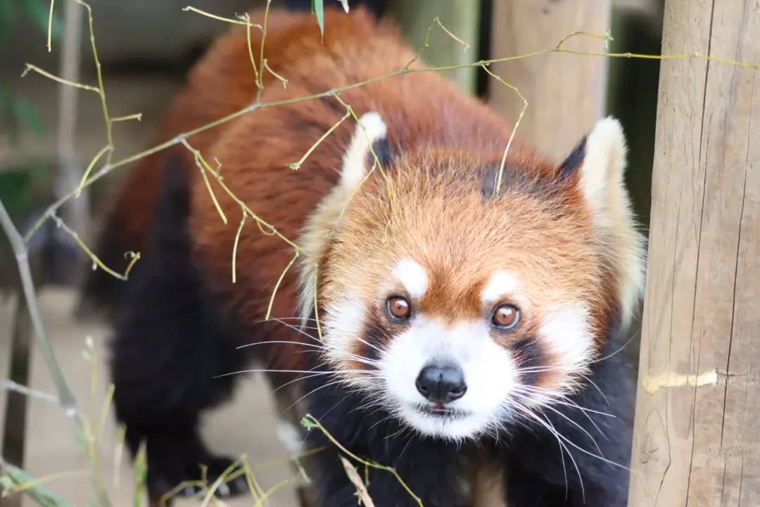 ムギのプロフィール写真|レッサーパンダ