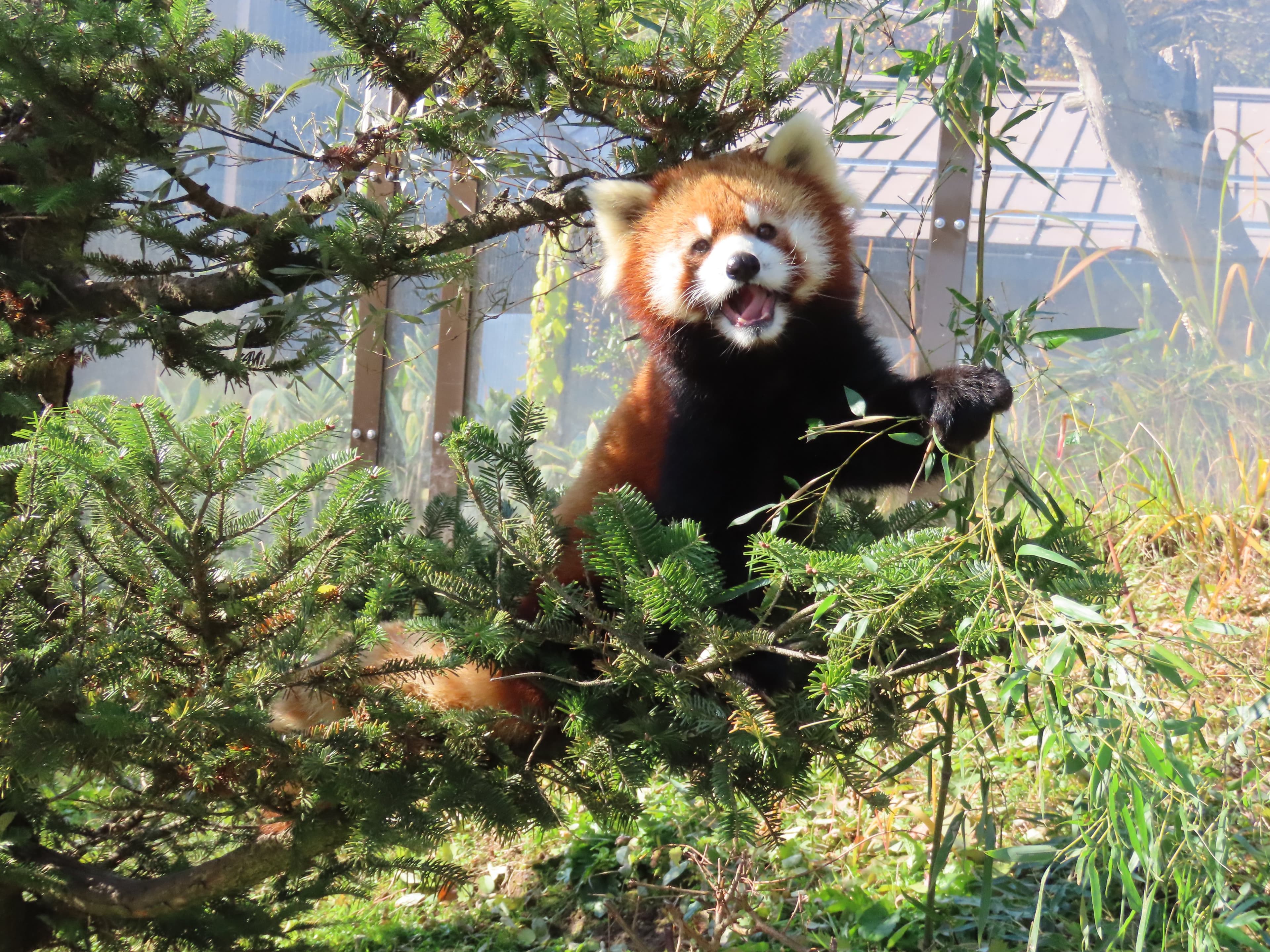 ムータンのプロフィール写真|レッサーパンダ