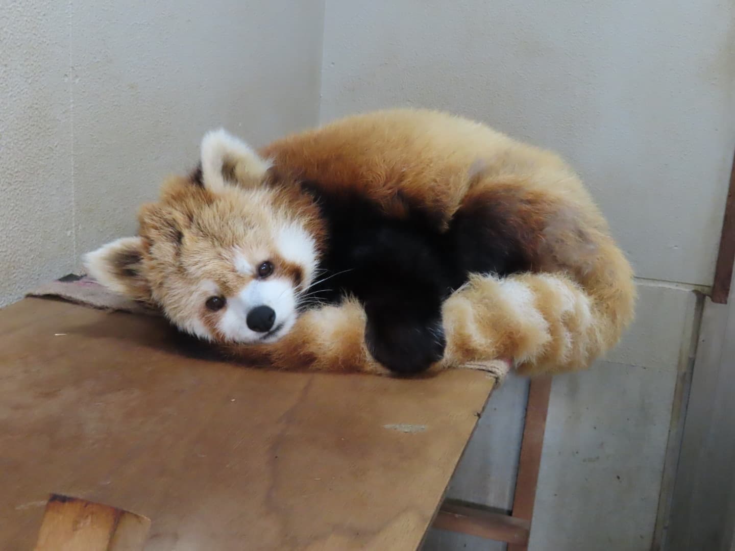 ノンのプロフィール写真