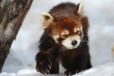 ノノのプロフィール写真|レッサーパンダ