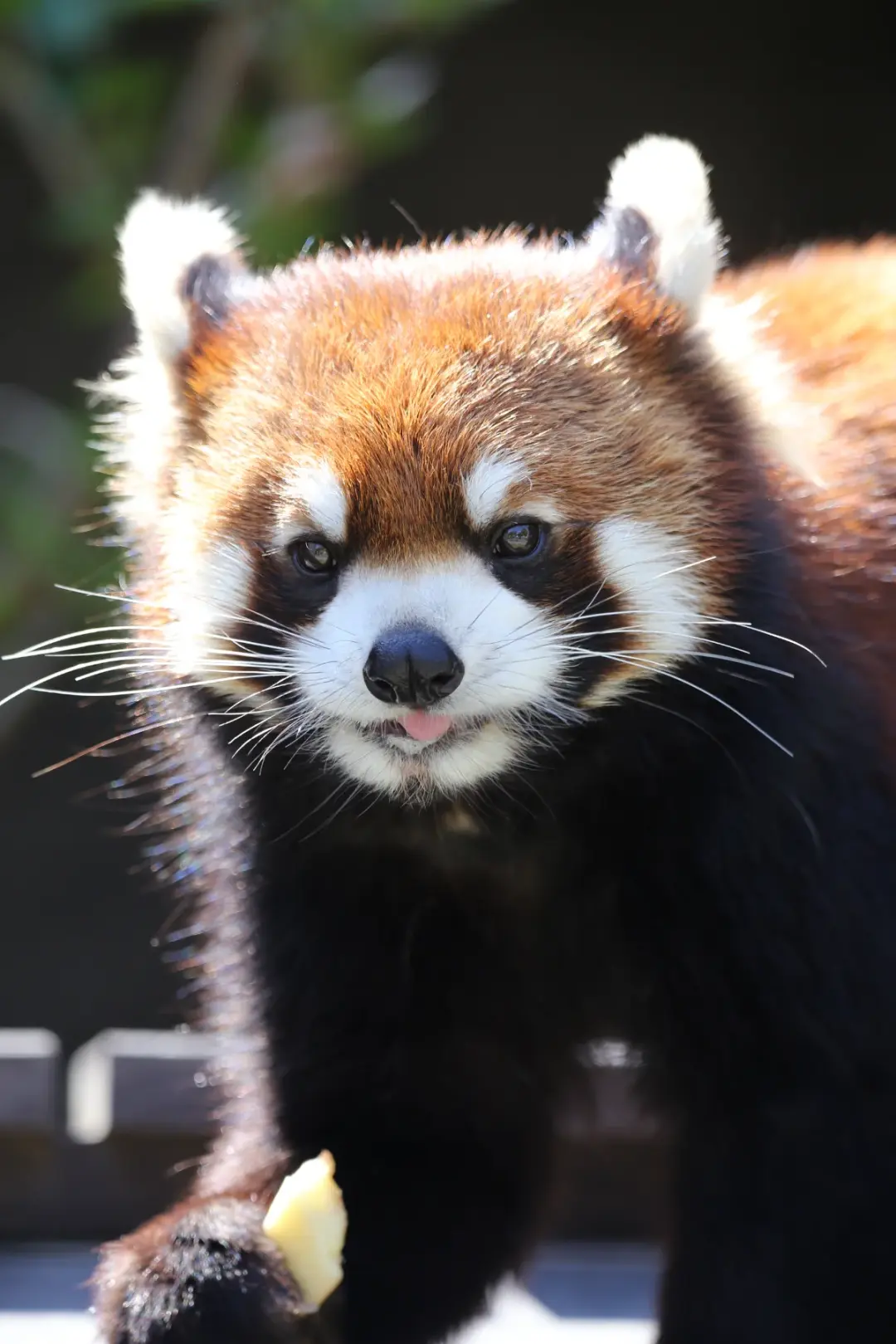 蘭丸のプロフィール写真