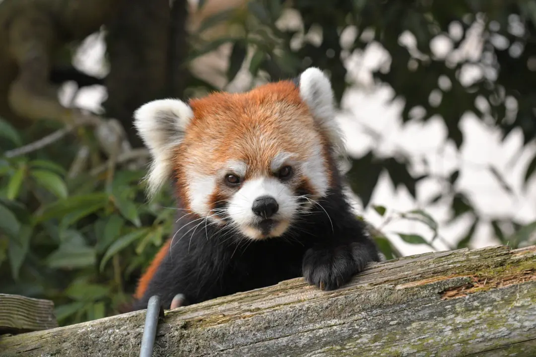 令明のプロフィール写真|レッサーパンダ