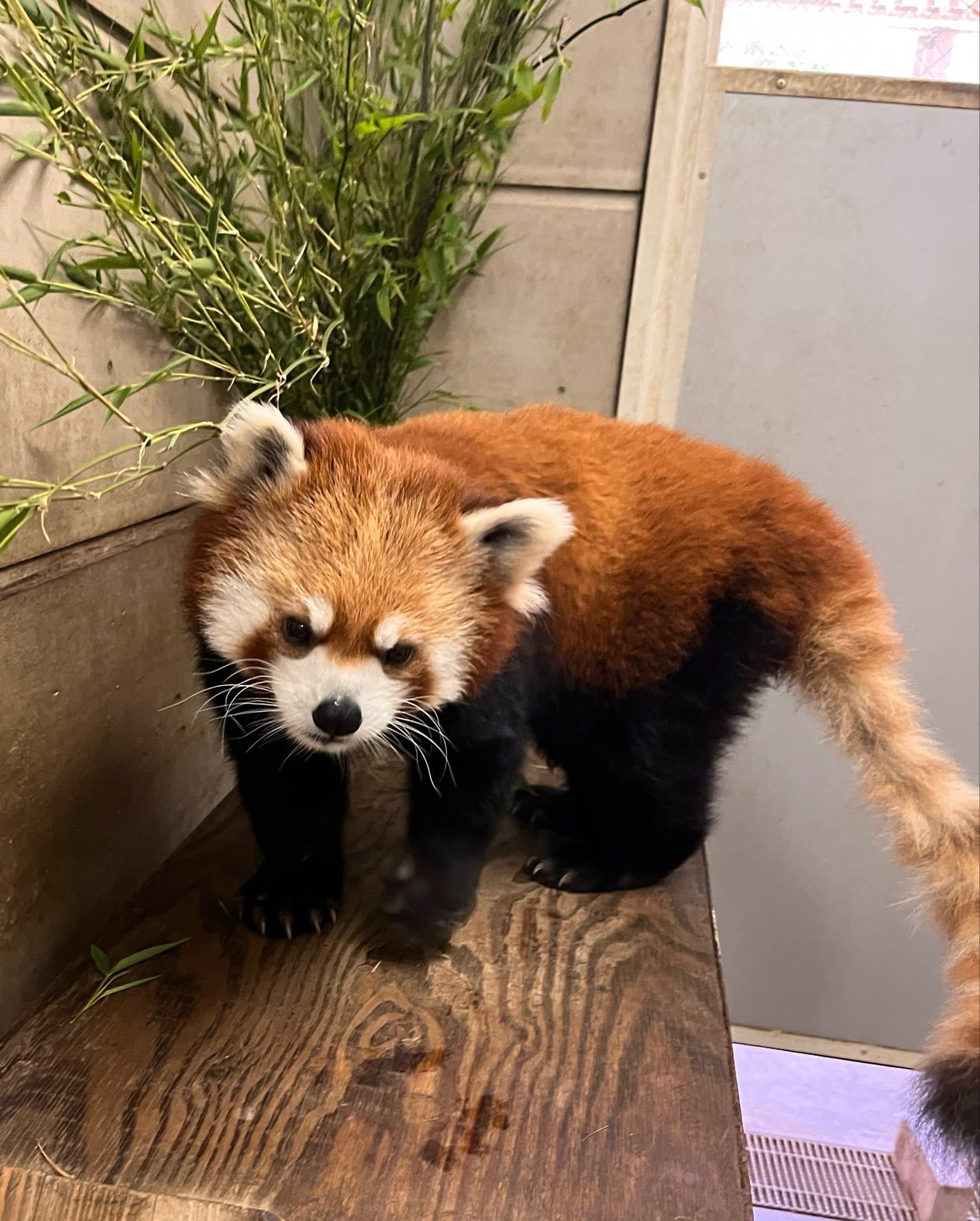 梨梨のプロフィール写真