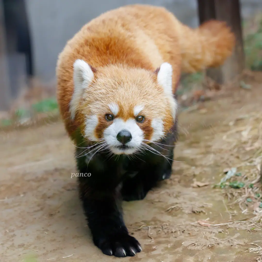 ルカのプロフィール写真