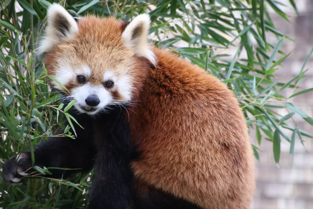 スバルのプロフィール写真|レッサーパンダ
