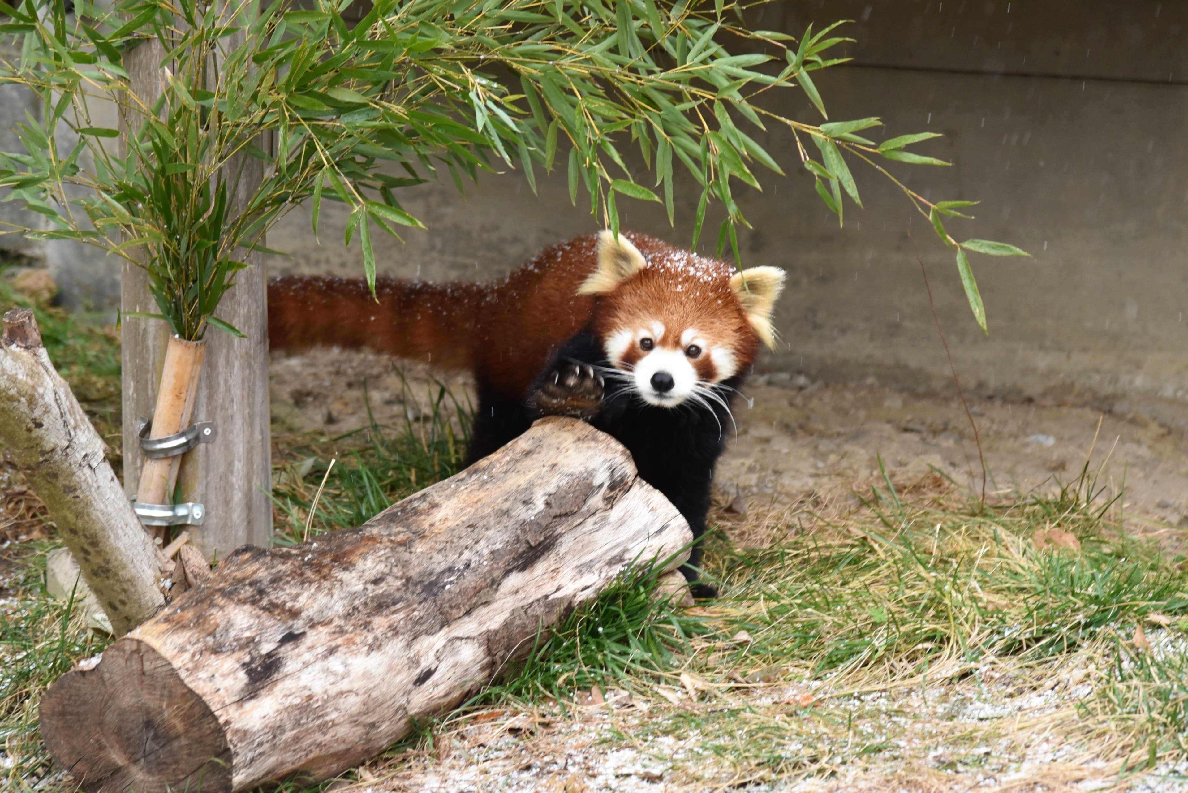 山鳩のプロフィール写真
