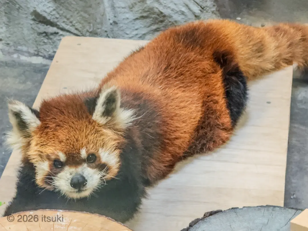 シュウナのプロフィール写真
