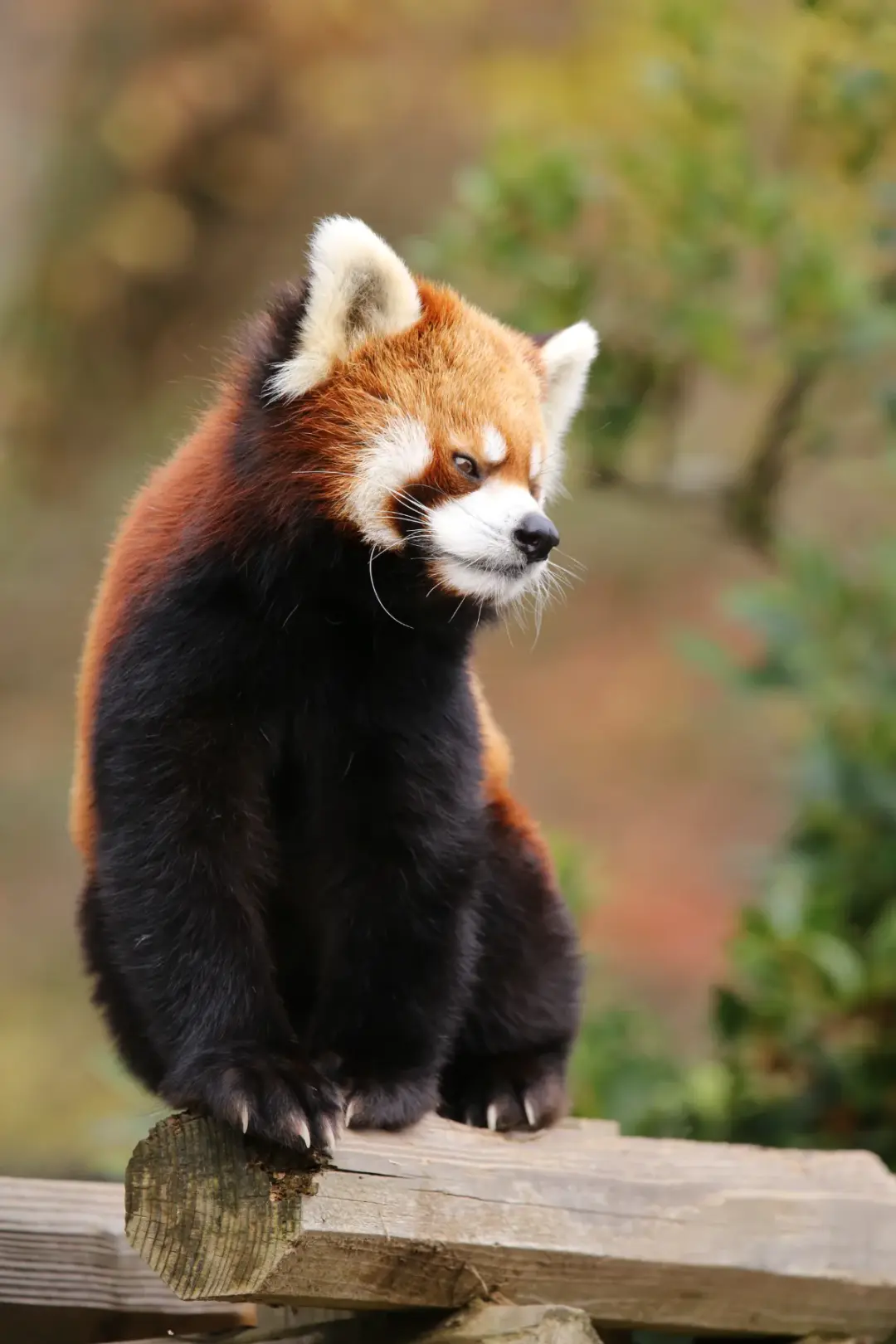 たいようのプロフィール写真