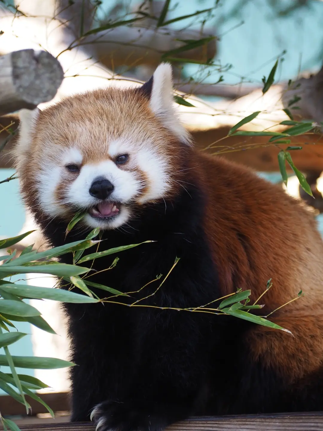 タイヨウのプロフィール写真