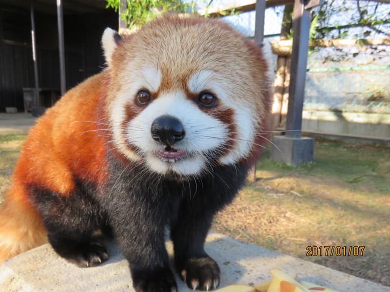 桃花のプロフィール写真