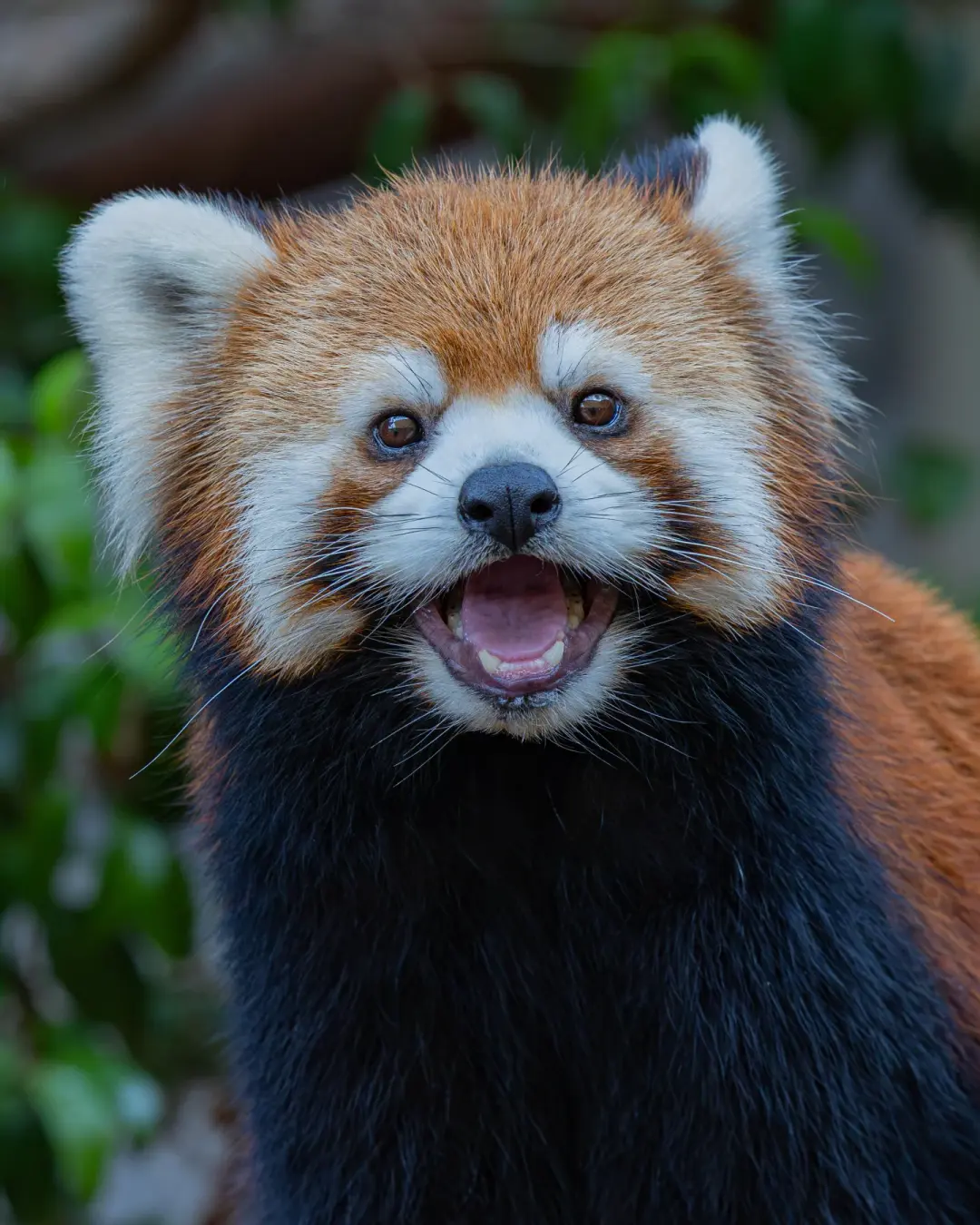 テマリのプロフィール写真|レッサーパンダ