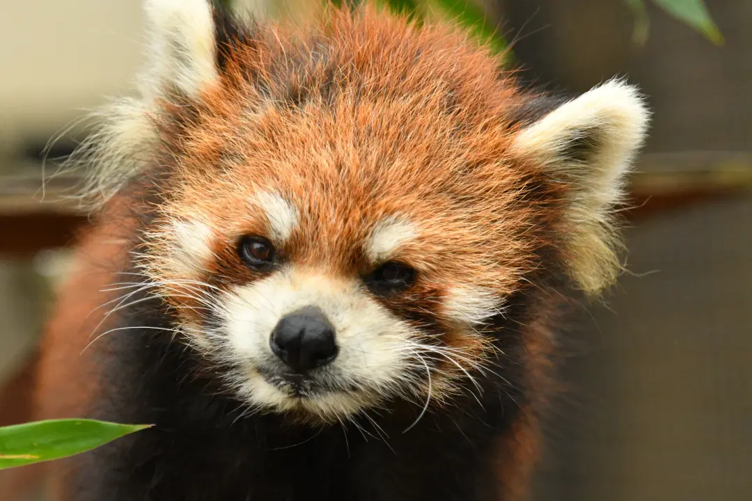 栃のプロフィール写真|レッサーパンダ