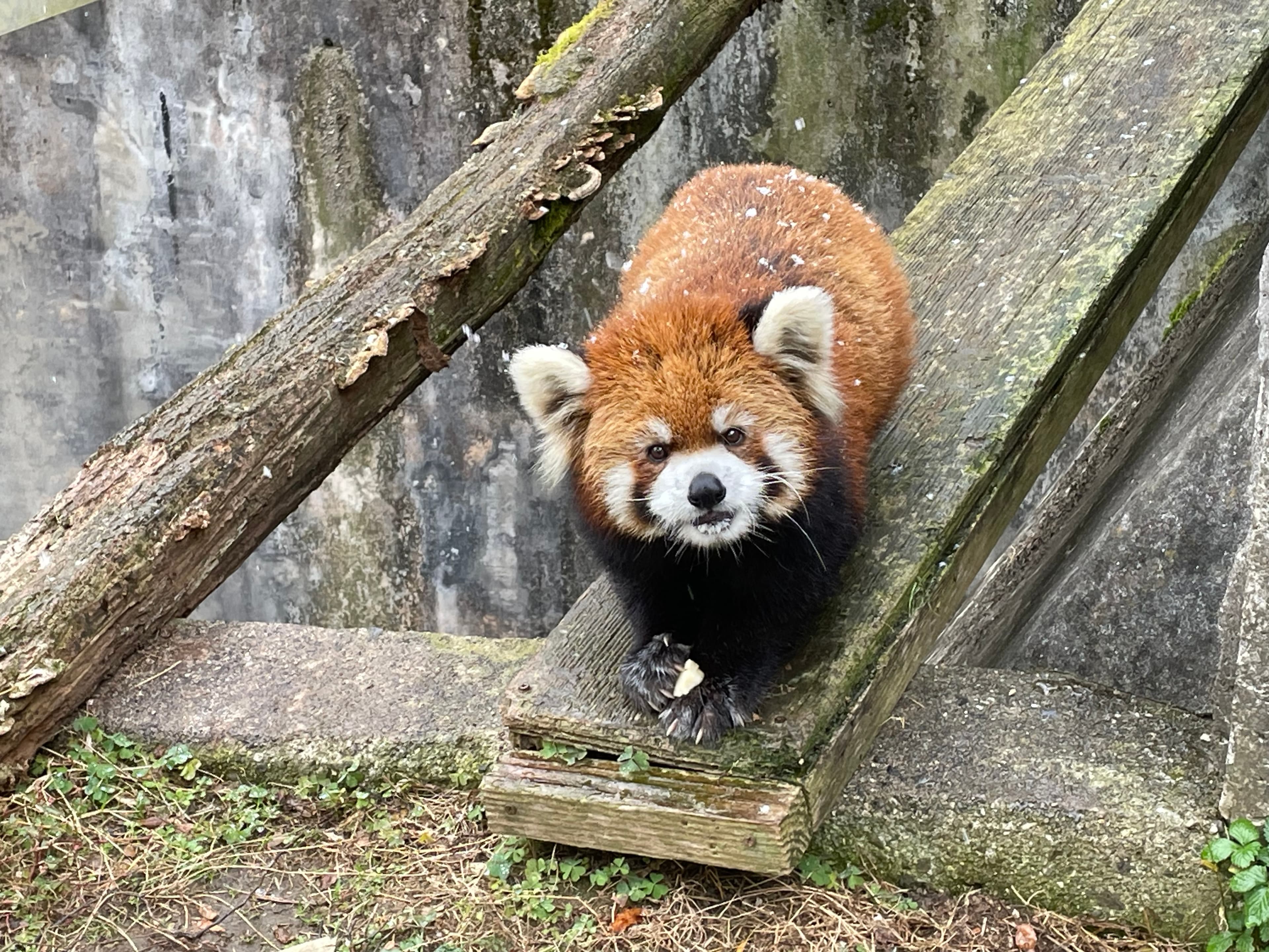 トロリのプロフィール写真