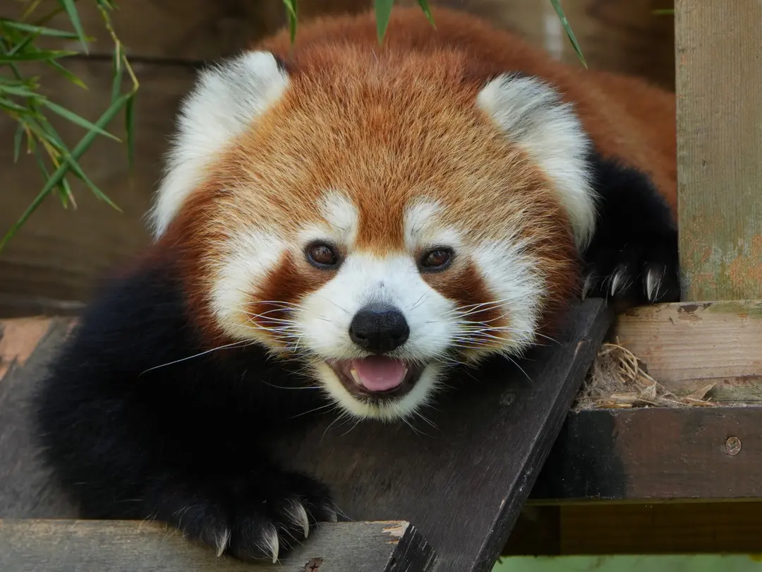 砥々丸のプロフィール写真