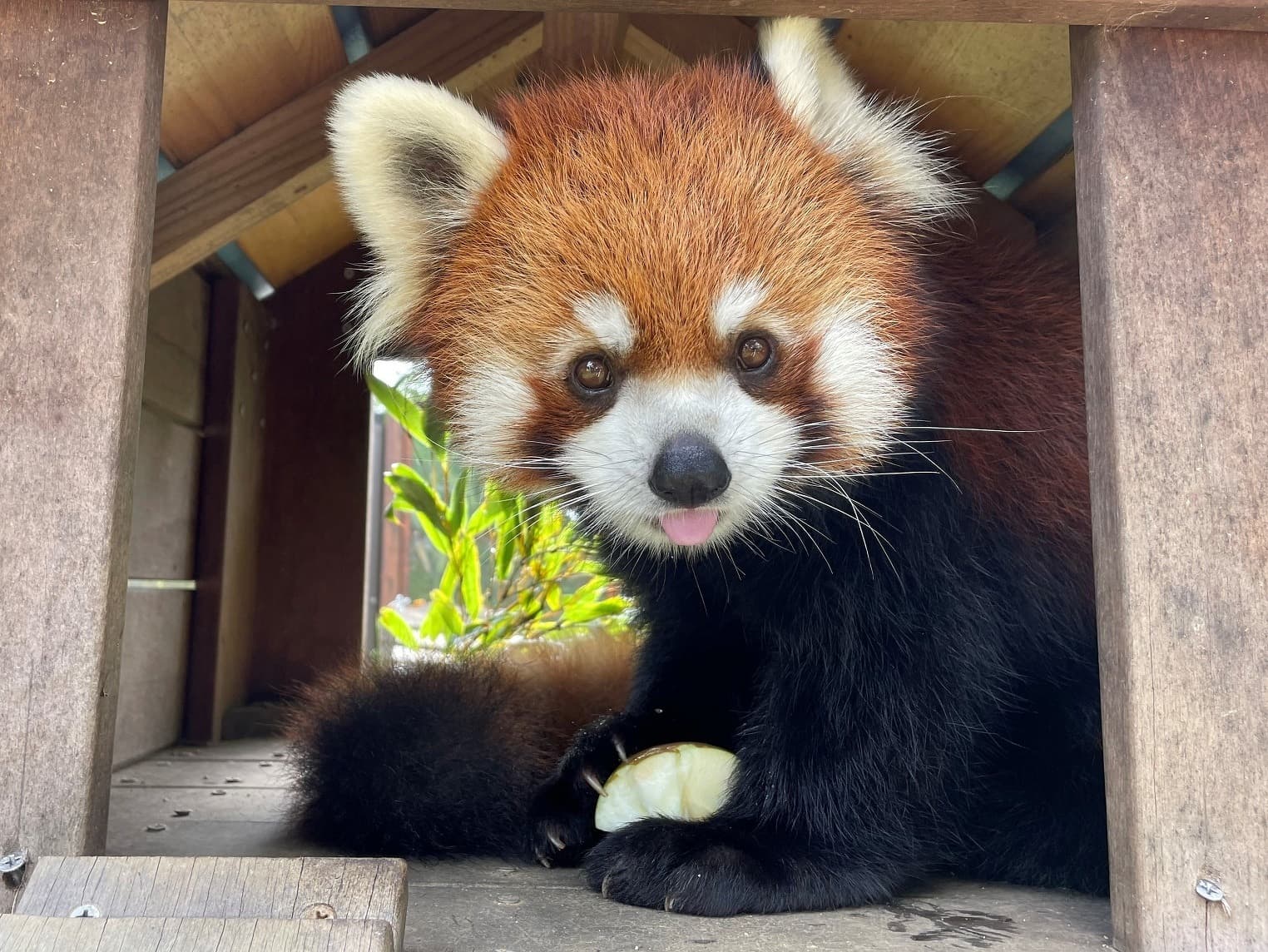 ユズのプロフィール写真