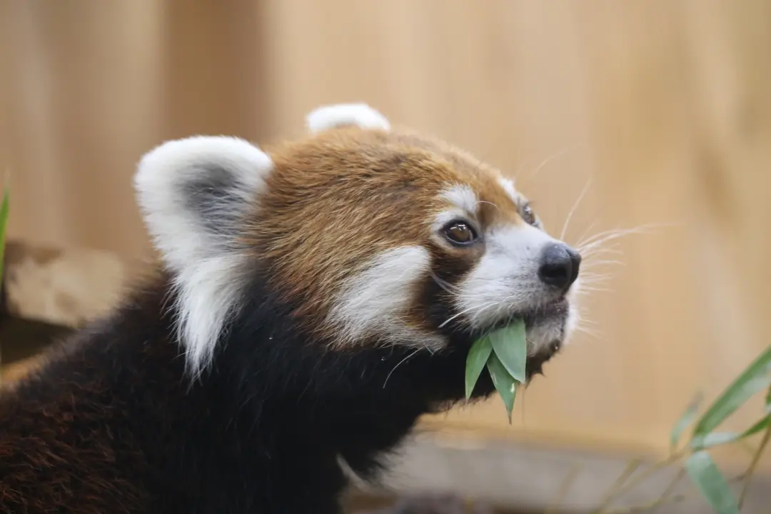 ずんのプロフィール写真