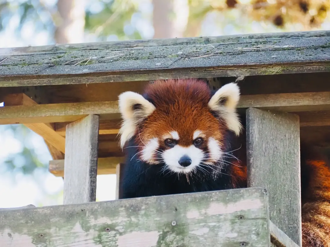 アケビのプロフィール写真