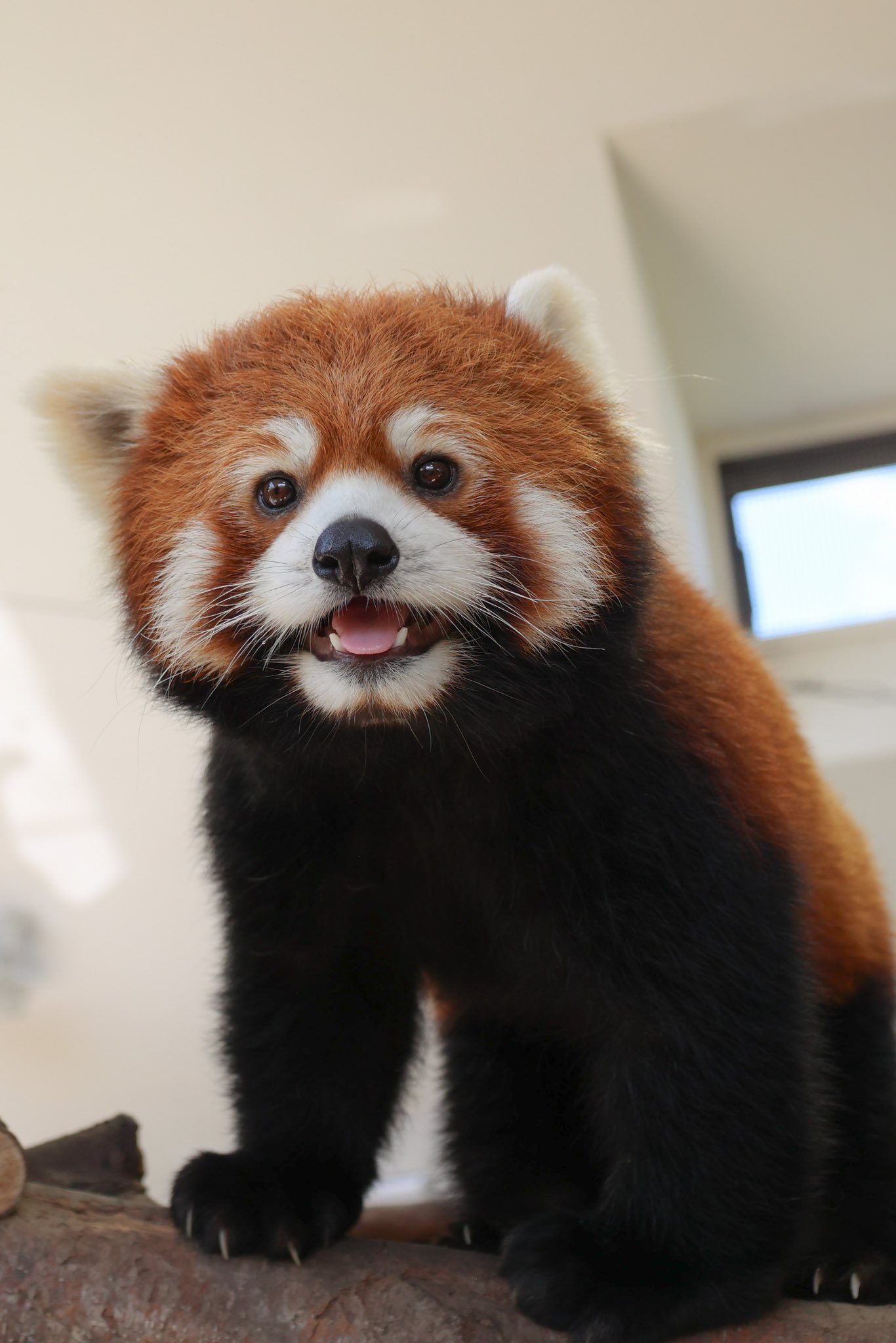大福のプロフィール写真