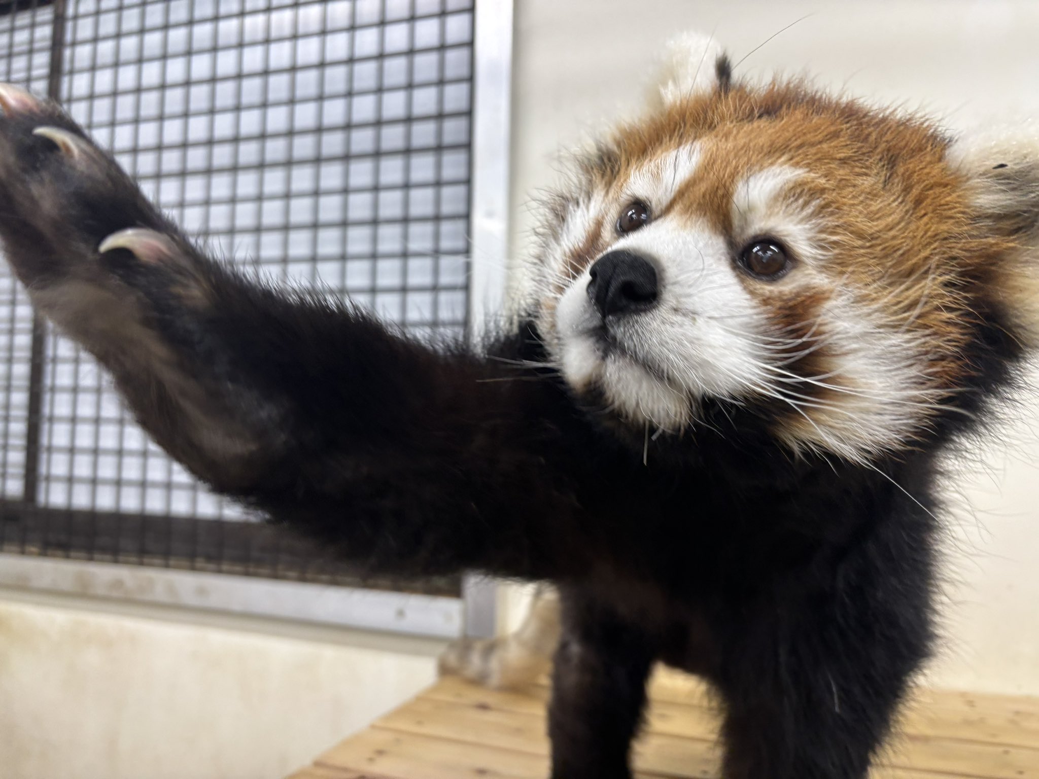 ダイズのプロフィール写真