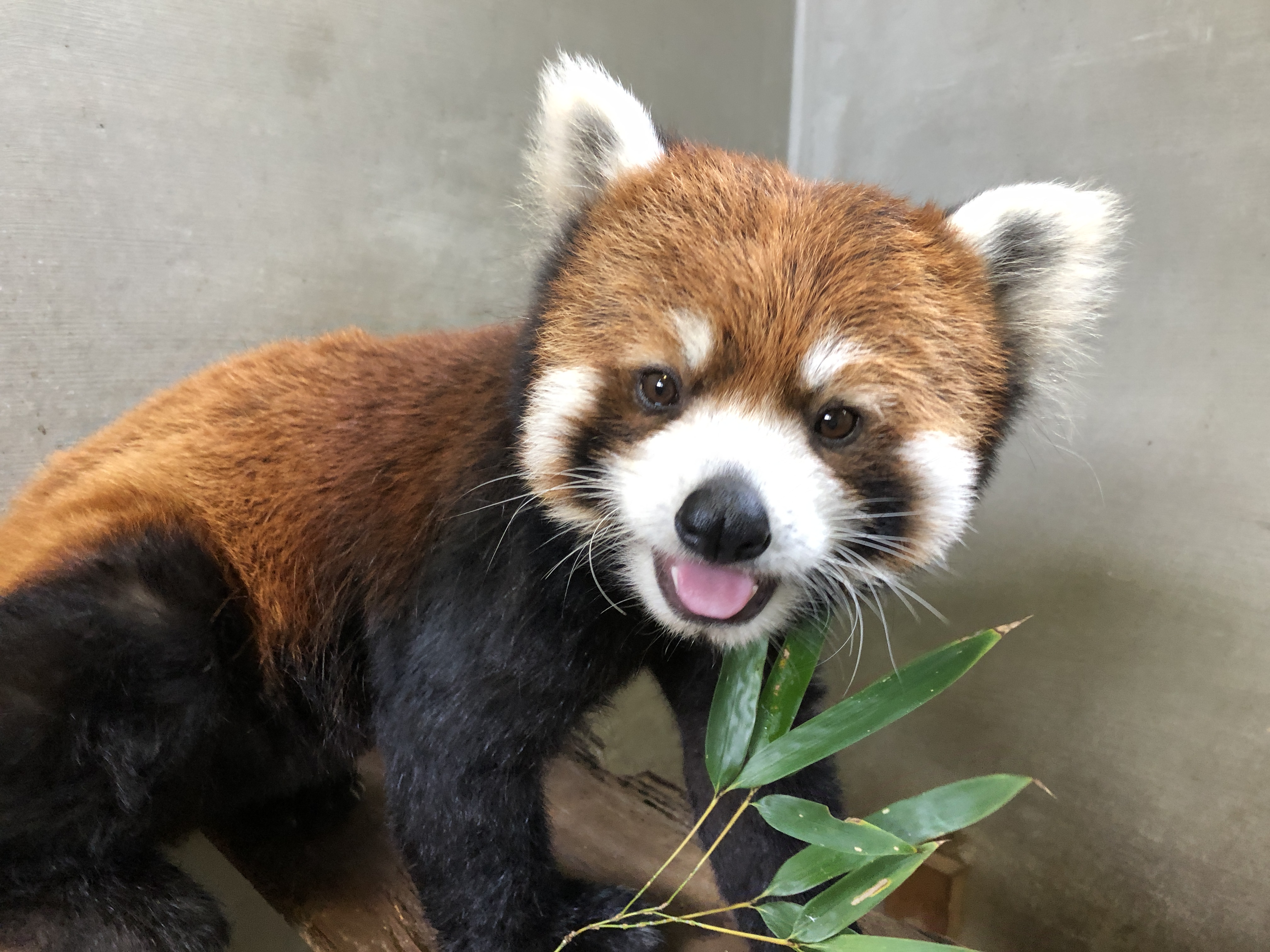 カカのプロフィール写真