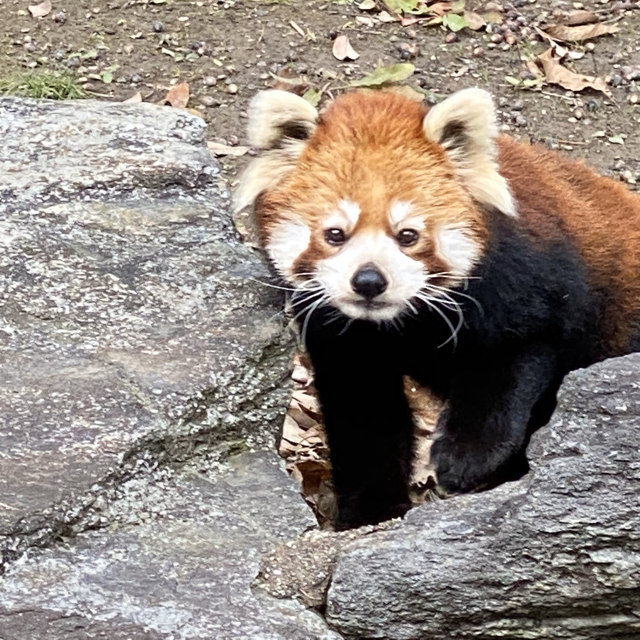 キキのプロフィール写真