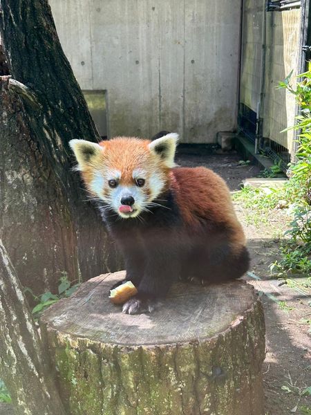 ココロのプロフィール写真