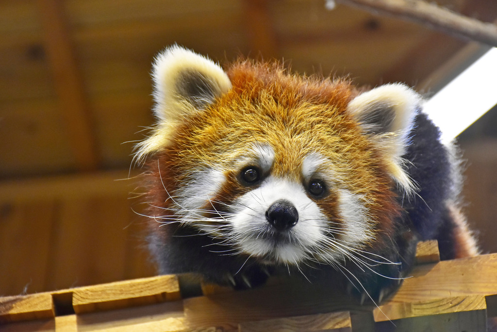 コナツのプロフィール写真